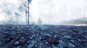 Misty Canadian forest with morning light